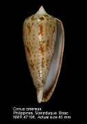 Conus cinereus (8)